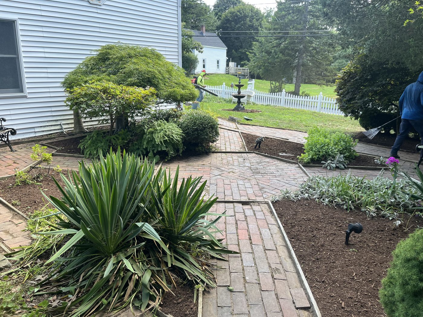 Elegant paver walkway with yews and boxwood